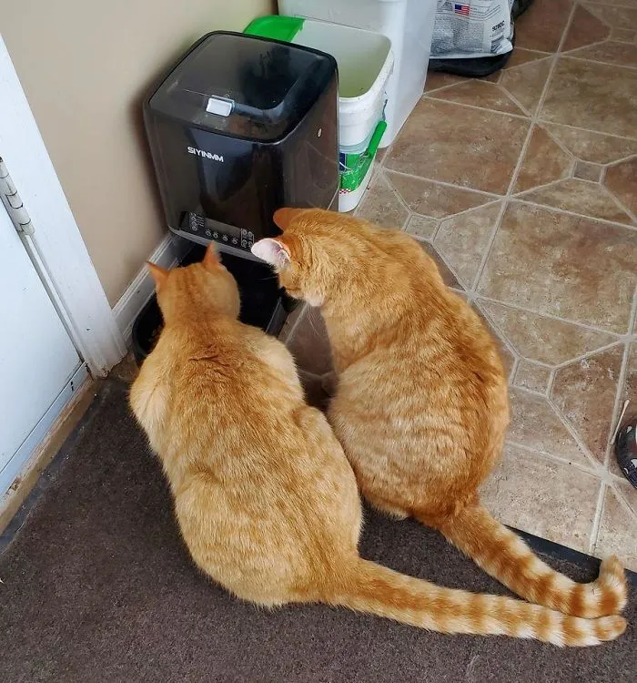 My Cat Sam Eating, His Friend Robyn From Next Door, Patiently Waiting His Turn