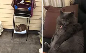45 Of The Best 'My House, Not My Cat' Moments That Have Ever Happened To Humans (New Pics)