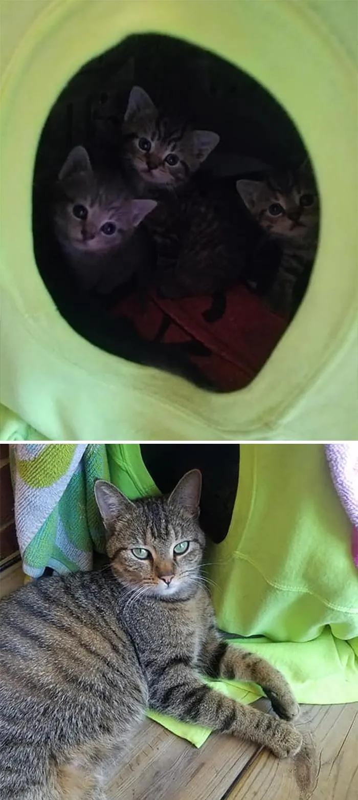 My Deck.. Not My Cat And Kittens. We Keep This Large Carrier Outside For Our Tnr Cat Max. I'm So In Love With Them All Already