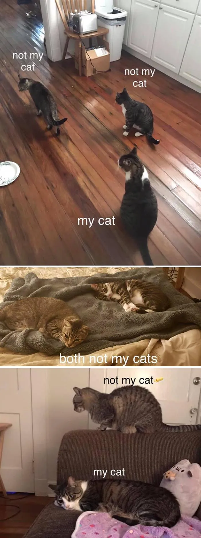 These Two Guys Are My Cat, Bubba’s, Friends. Including Brown Cat! (The Other One I Call Pip). But This Is His Crew. They’re Two Outside Stray Cats, Formed An Alliance W Mine And Have Been Patrolling The Hood Ever Since. Probably Longer Than I Realize