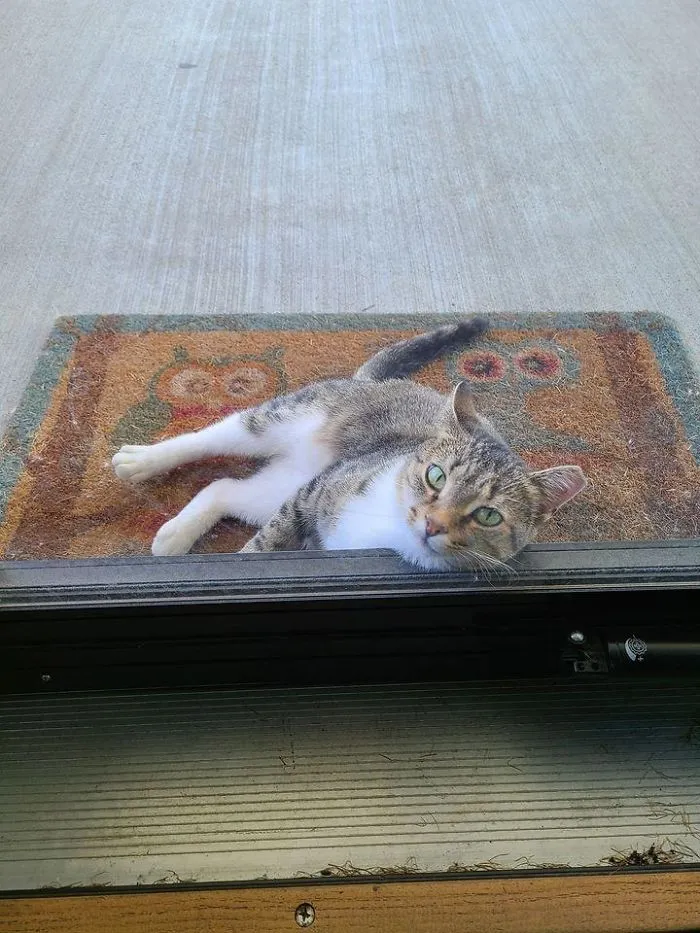 This Is My House And This Is What Greets Me When I Open My Front Door. We Have 2 Cats And This Is Not One Of Them