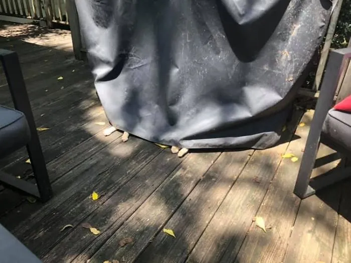 Not My Cat, Sleeping Under My Grill