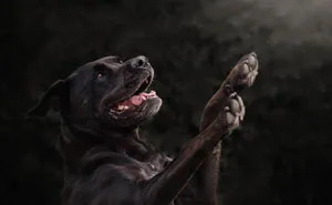 Black Animals Get A Lot Of Bad Rep And Are Often Last To Get Adopted, So My Photo Project Showcases How Awesome They Are (27 Pics)