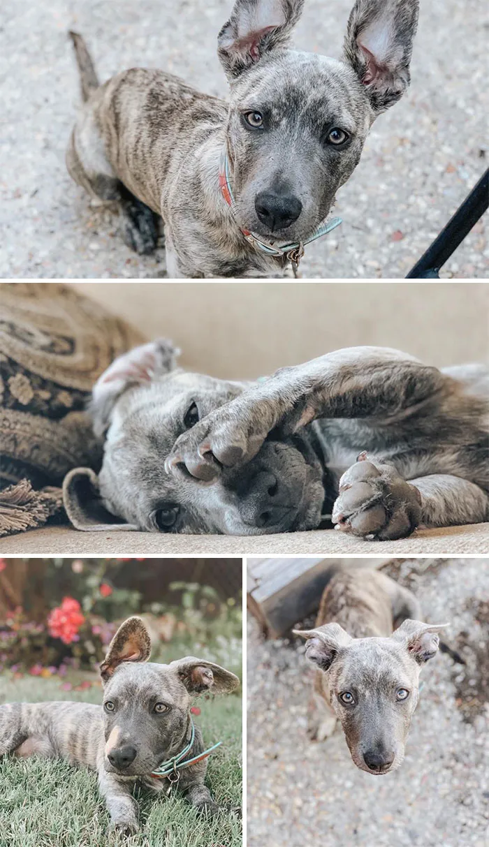 Pit Bull + Dachshund