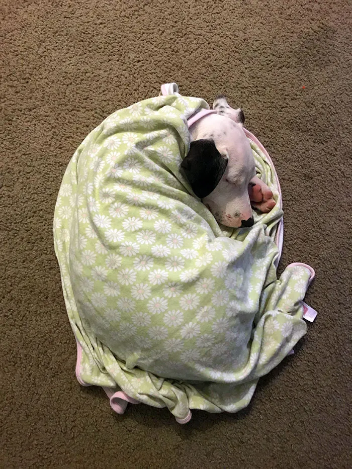 Pit Bull + Dalmatian