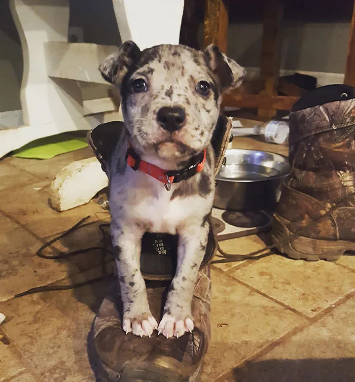 Pit Bull + Australian Shepherd