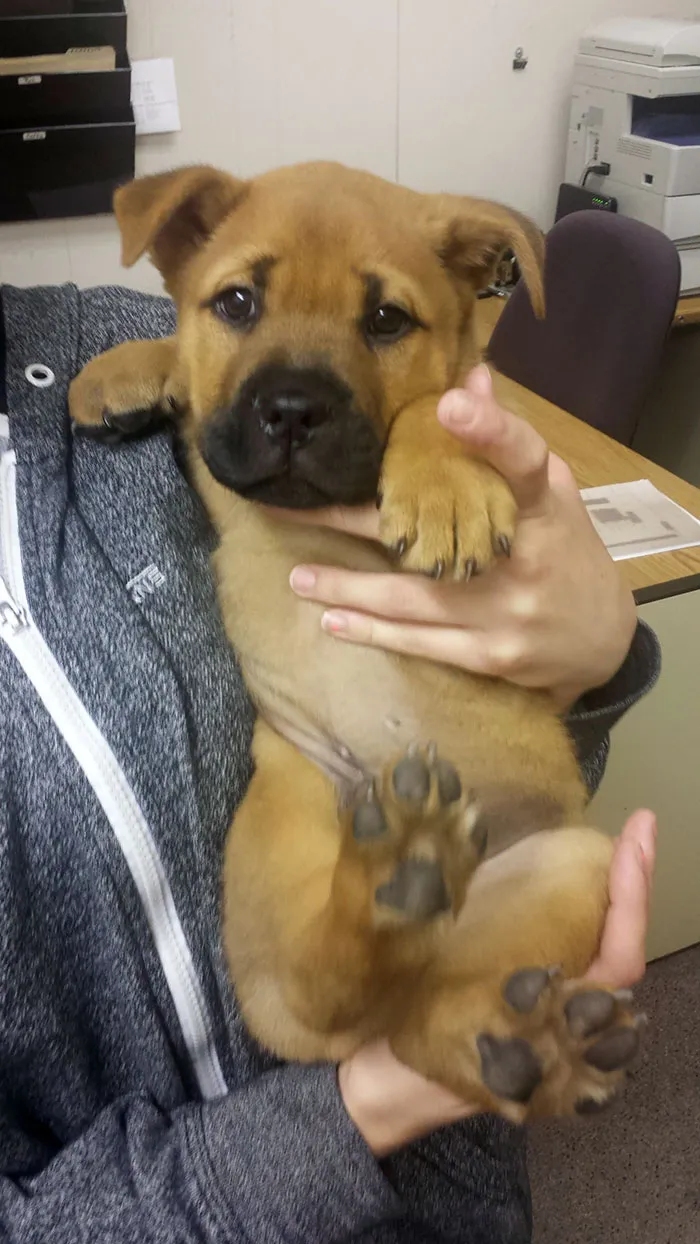 Pit Bull + Bull Mastiff