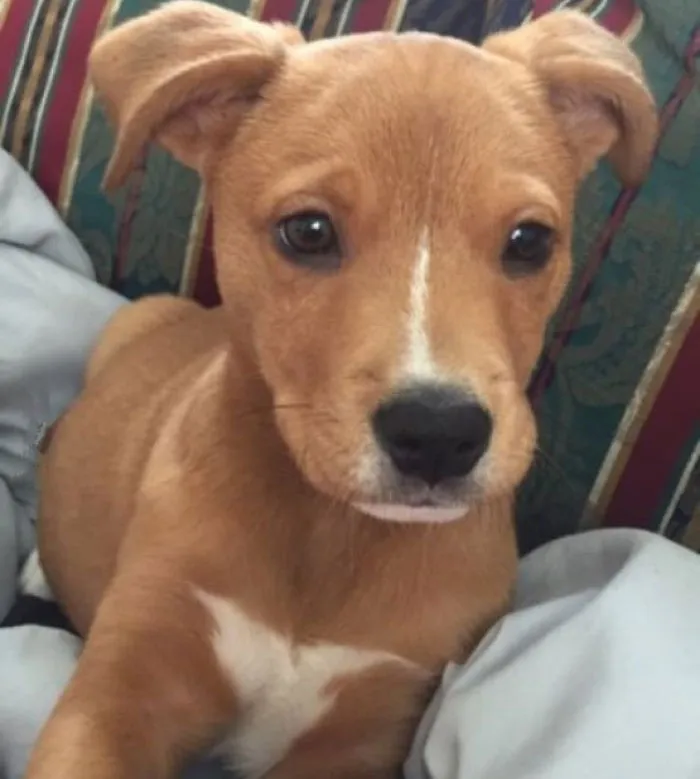 Pit Bull + Golden Retriever