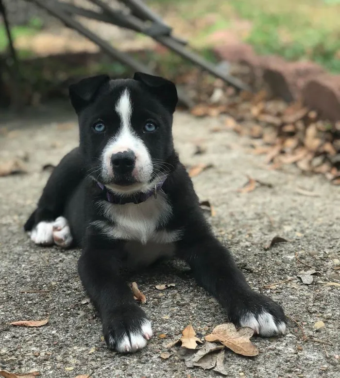 Pit Bull + Alaskan Husky