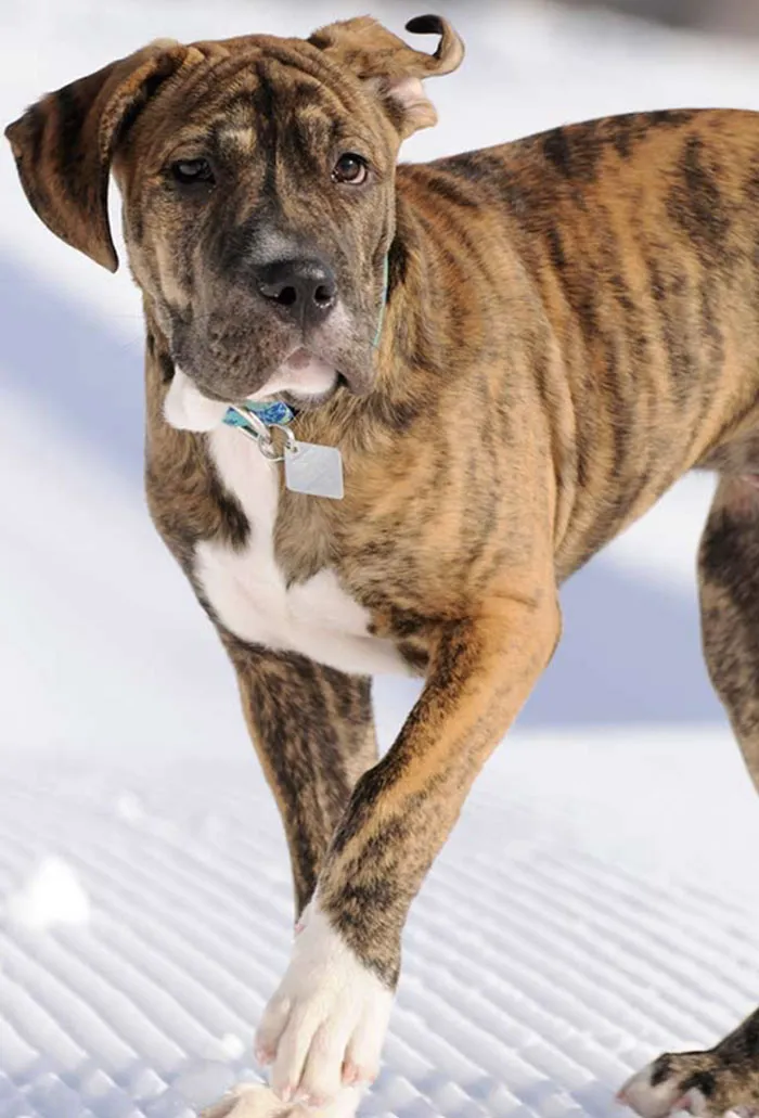 Pit Bull + Great Dane