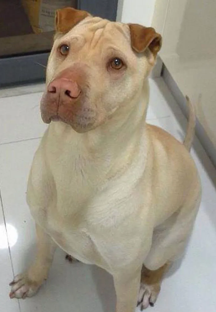 Pit Bull + Shar Pei