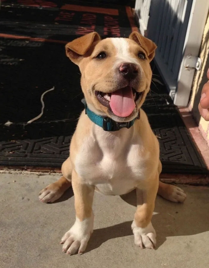 Pit Bull + Beagle