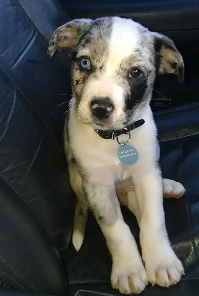 Pit Bull + Australian Shepherd