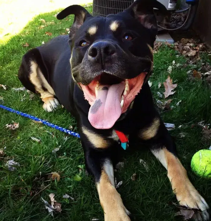 Pit Bull + Rottweiler
