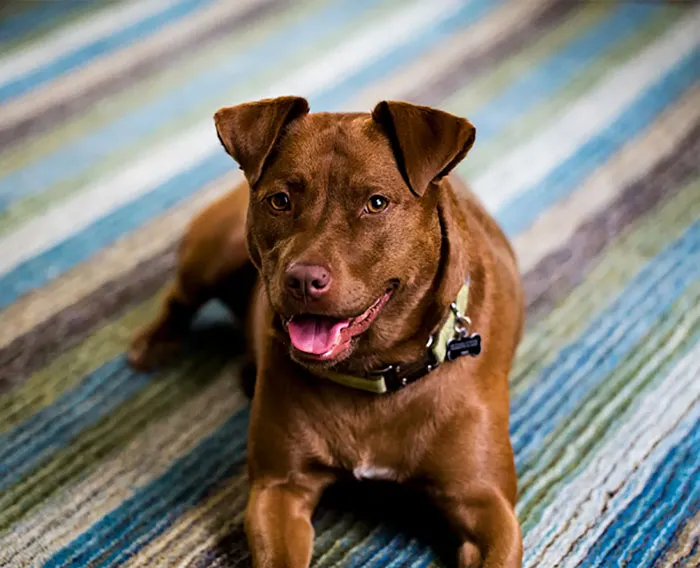 Pit Bull + Chocolate Lab