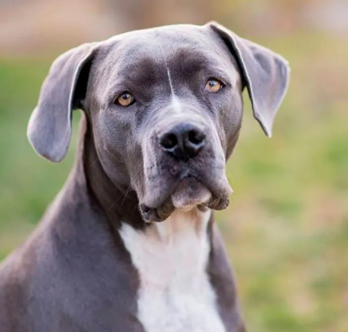 Pit Bull + Lab + Weimaraner