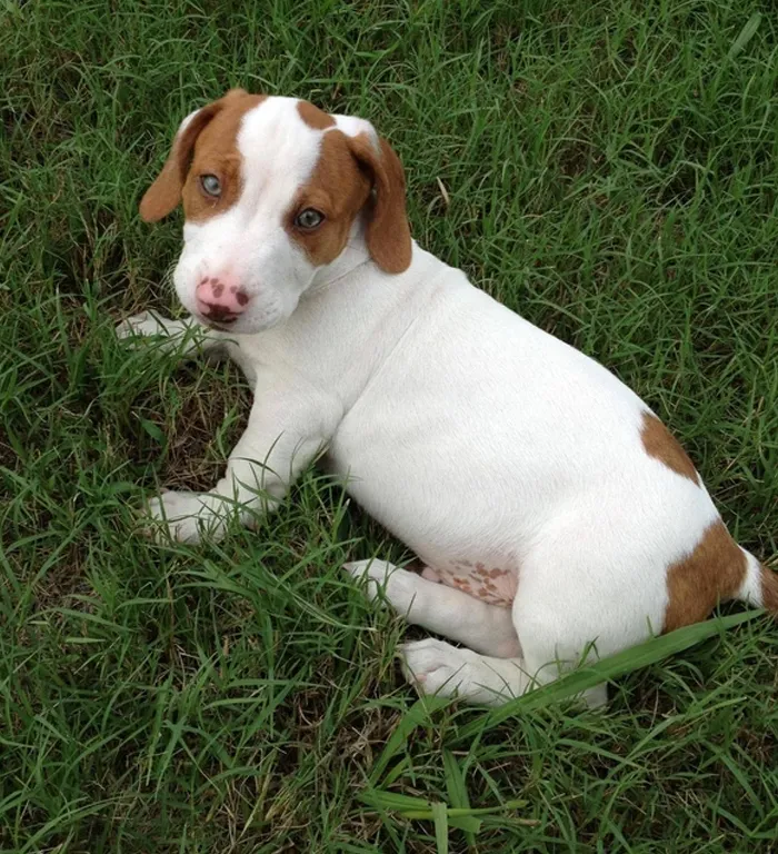 Pit Bull + Dachshund