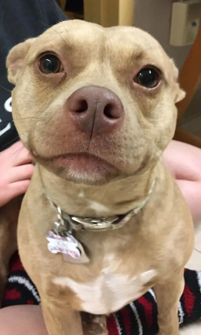 Pit Bull + Chihuahua