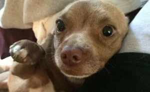 40 Times Pit Bulls Mixed With Other Breeds, And The Result Was Absolutely Pawsome
