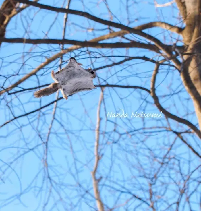 22 Photos Of Japanese Dwarf Flying Squirrels That Are Beyond Adorable