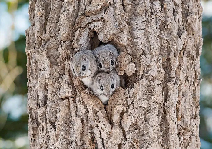 22 Photos Of Japanese Dwarf Flying Squirrels That Are Beyond Adorable