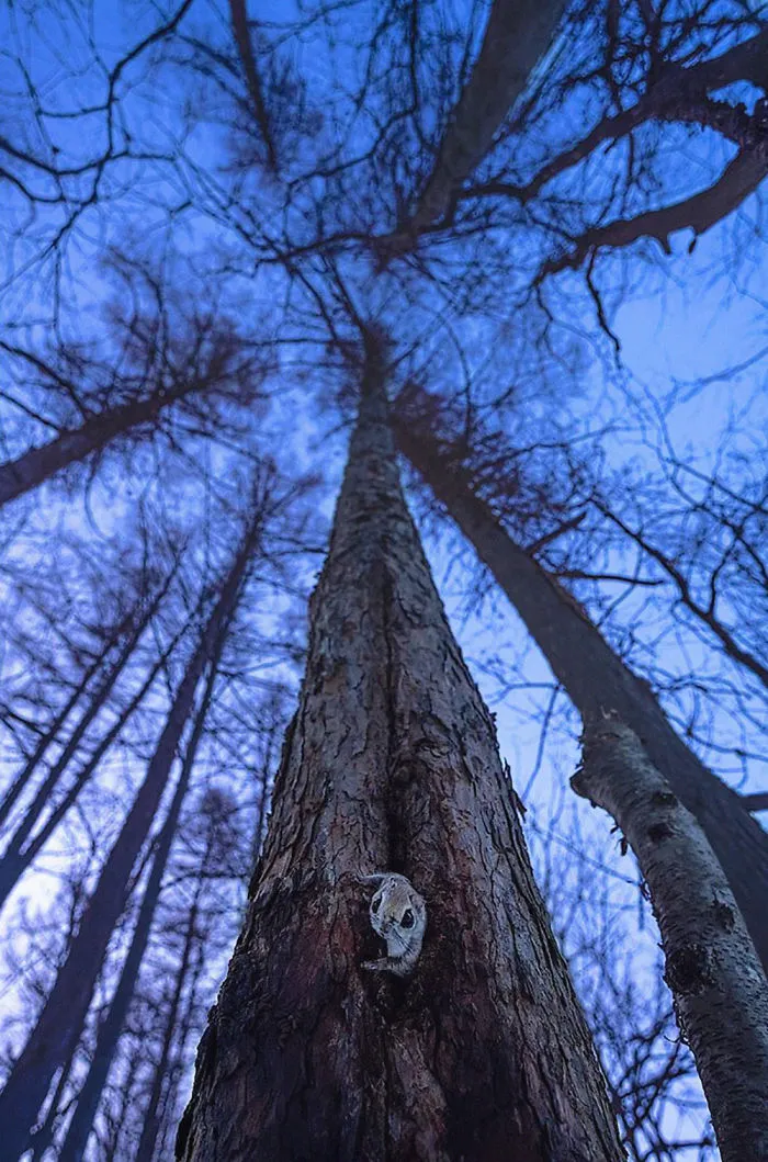 22 Photos Of Japanese Dwarf Flying Squirrels That Are Beyond Adorable