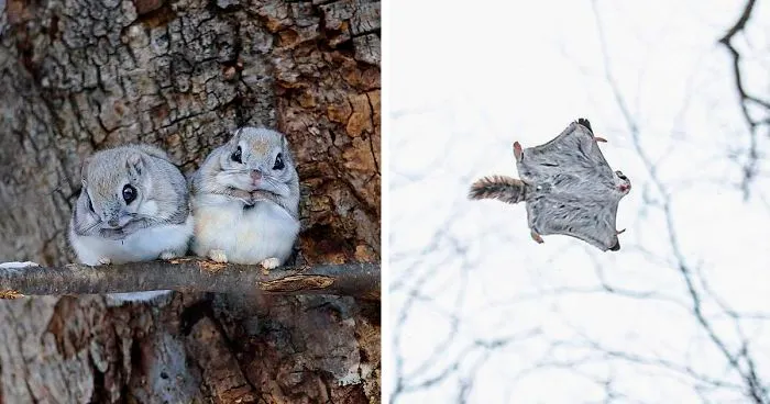 22 Photos Of Japanese Dwarf Flying Squirrels That Are Beyond Adorable