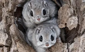 22 Photos Of Japanese Dwarf Flying Squirrels That Are Beyond Adorable