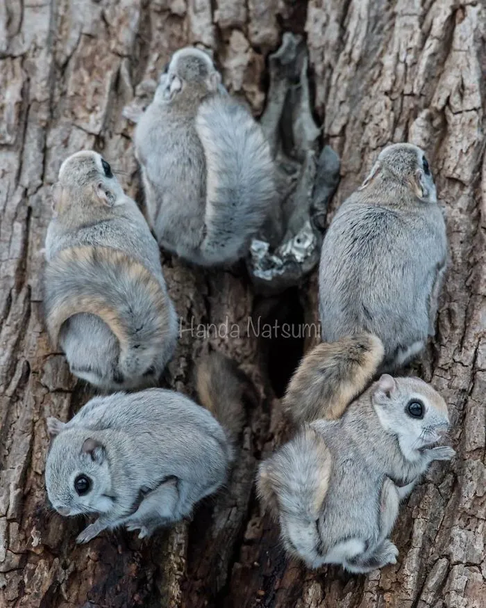 22 Photos Of Japanese Dwarf Flying Squirrels That Are Beyond Adorable