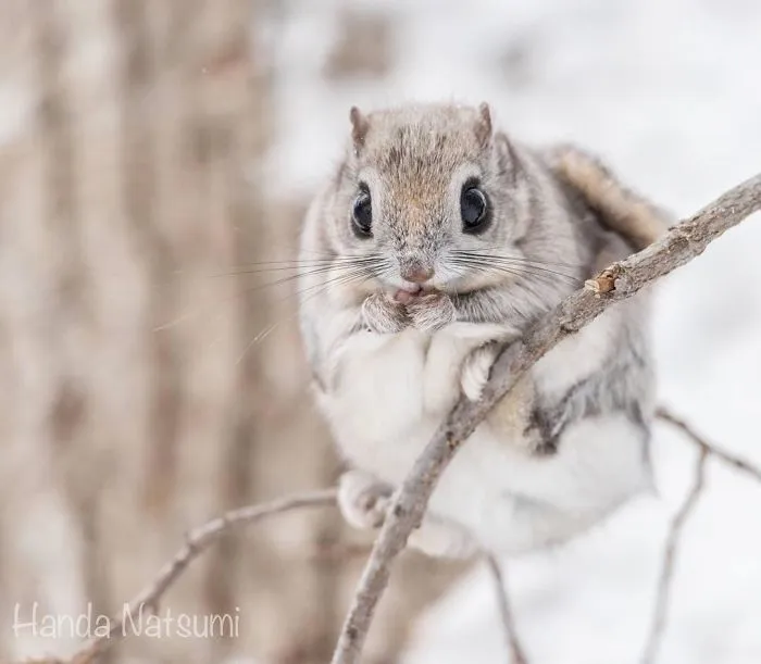 22 Photos Of Japanese Dwarf Flying Squirrels That Are Beyond Adorable