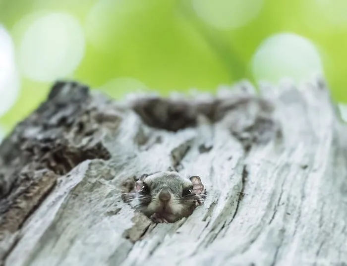 22 Photos Of Japanese Dwarf Flying Squirrels That Are Beyond Adorable