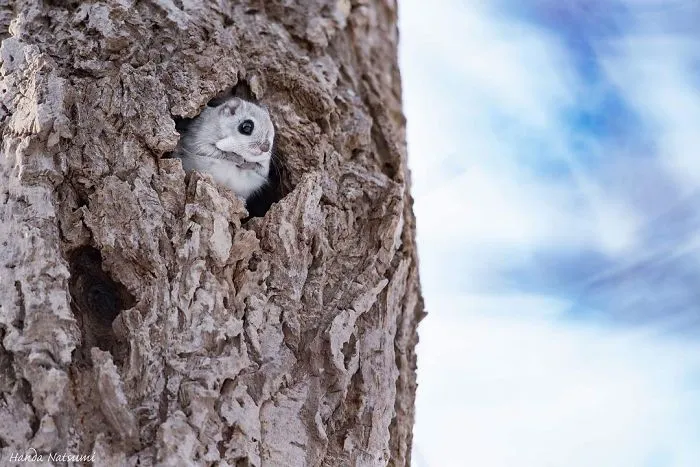 22 Photos Of Japanese Dwarf Flying Squirrels That Are Beyond Adorable