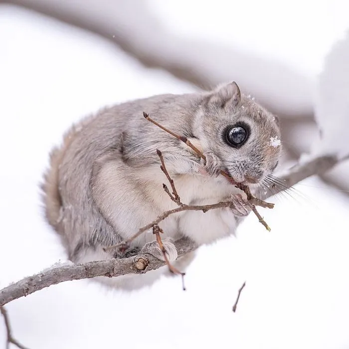 22 Photos Of Japanese Dwarf Flying Squirrels That Are Beyond Adorable
