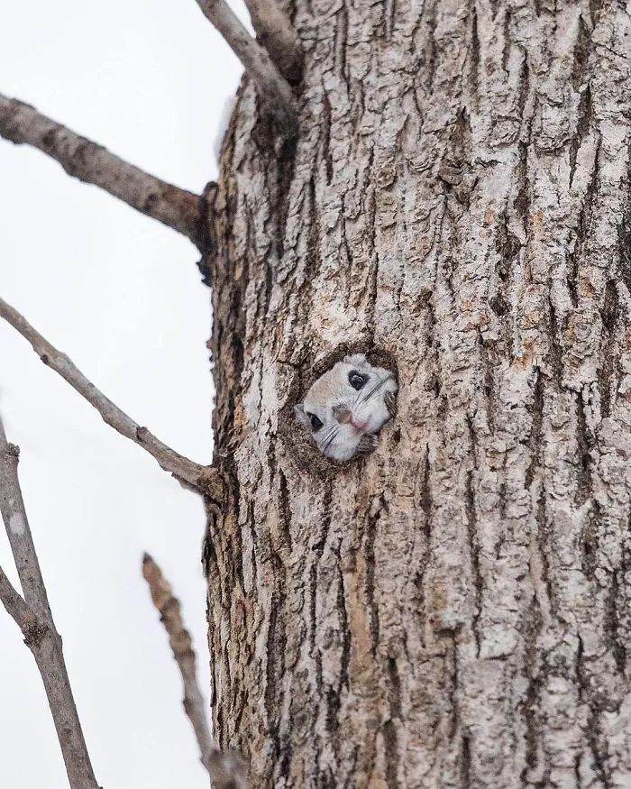 22 Photos Of Japanese Dwarf Flying Squirrels That Are Beyond Adorable