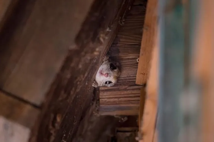22 Photos Of Japanese Dwarf Flying Squirrels That Are Beyond Adorable