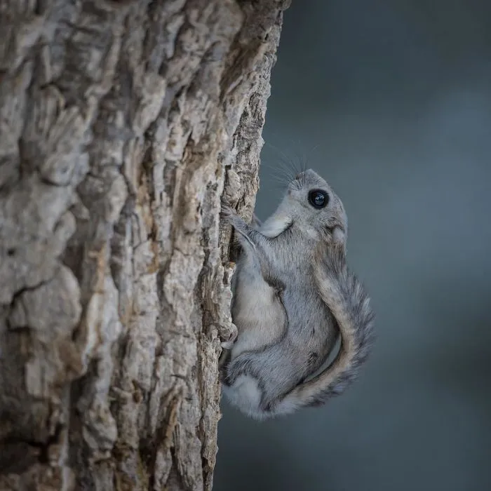 22 Photos Of Japanese Dwarf Flying Squirrels That Are Beyond Adorable