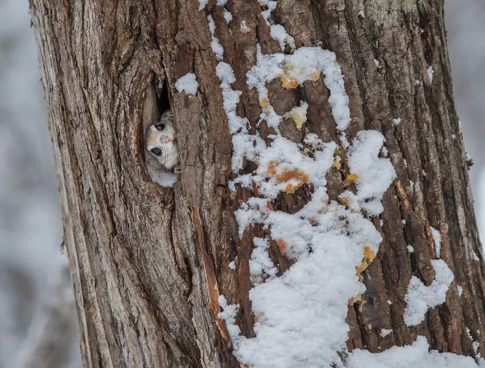 22 Photos Of Japanese Dwarf Flying Squirrels That Are Beyond Adorable