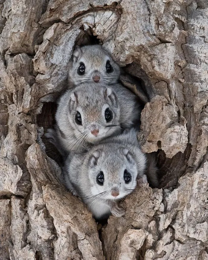 22 Photos Of Japanese Dwarf Flying Squirrels That Are Beyond Adorable