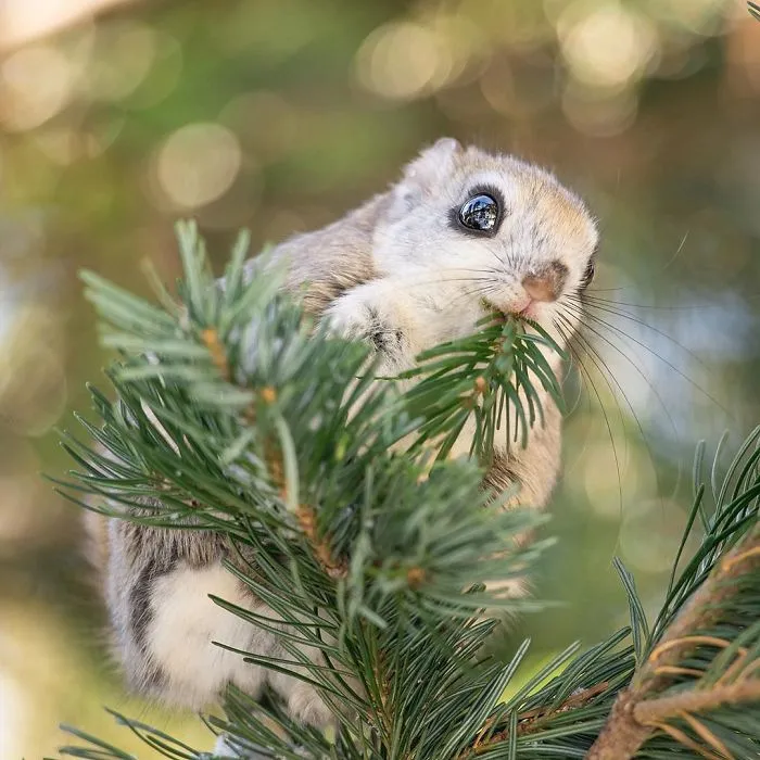22 Photos Of Japanese Dwarf Flying Squirrels That Are Beyond Adorable