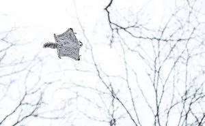 22 Photos Of Japanese Dwarf Flying Squirrels That Are Beyond Adorable