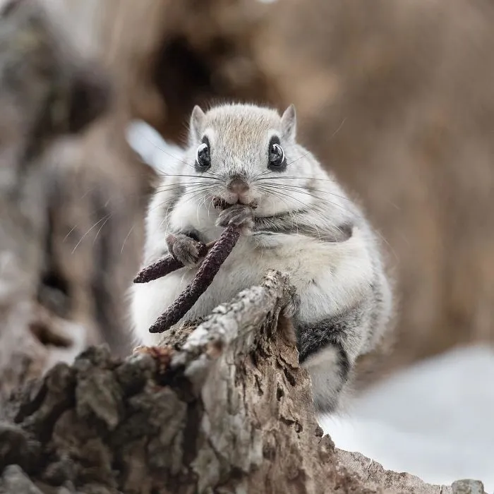 22 Photos Of Japanese Dwarf Flying Squirrels That Are Beyond Adorable