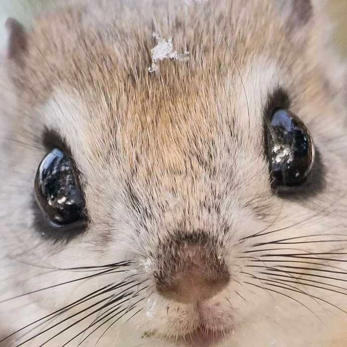 22 Photos Of Japanese Dwarf Flying Squirrels That Are Beyond Adorable