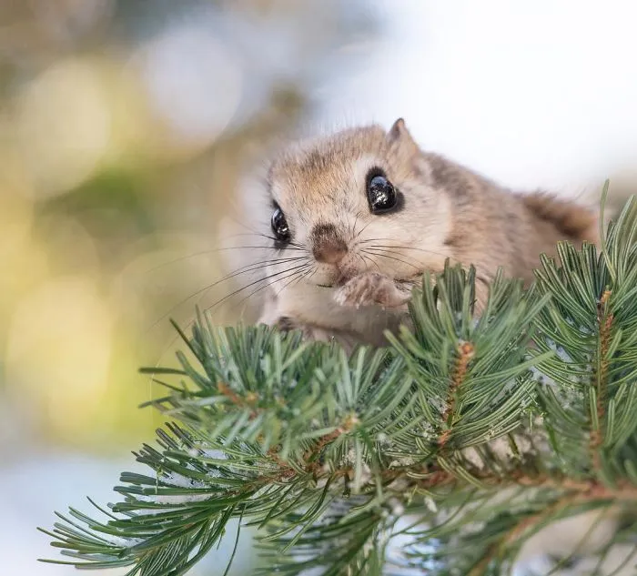 22 Photos Of Japanese Dwarf Flying Squirrels That Are Beyond Adorable