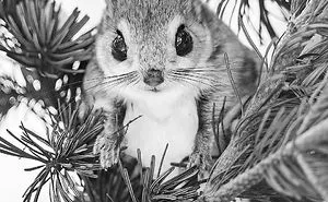 22 Photos Of Japanese Dwarf Flying Squirrels That Are Beyond Adorable