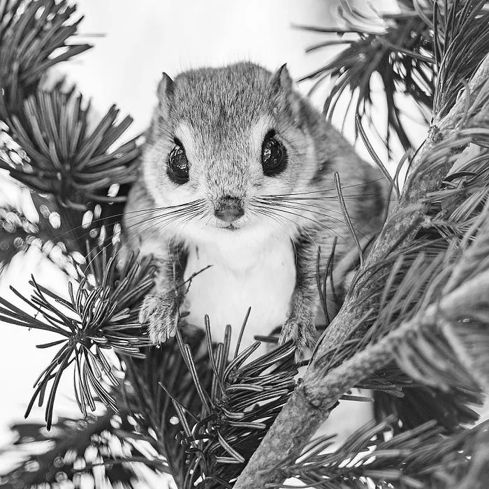 Pokemon-Japanese-Flying-Squirrels-Handa-Natsumi