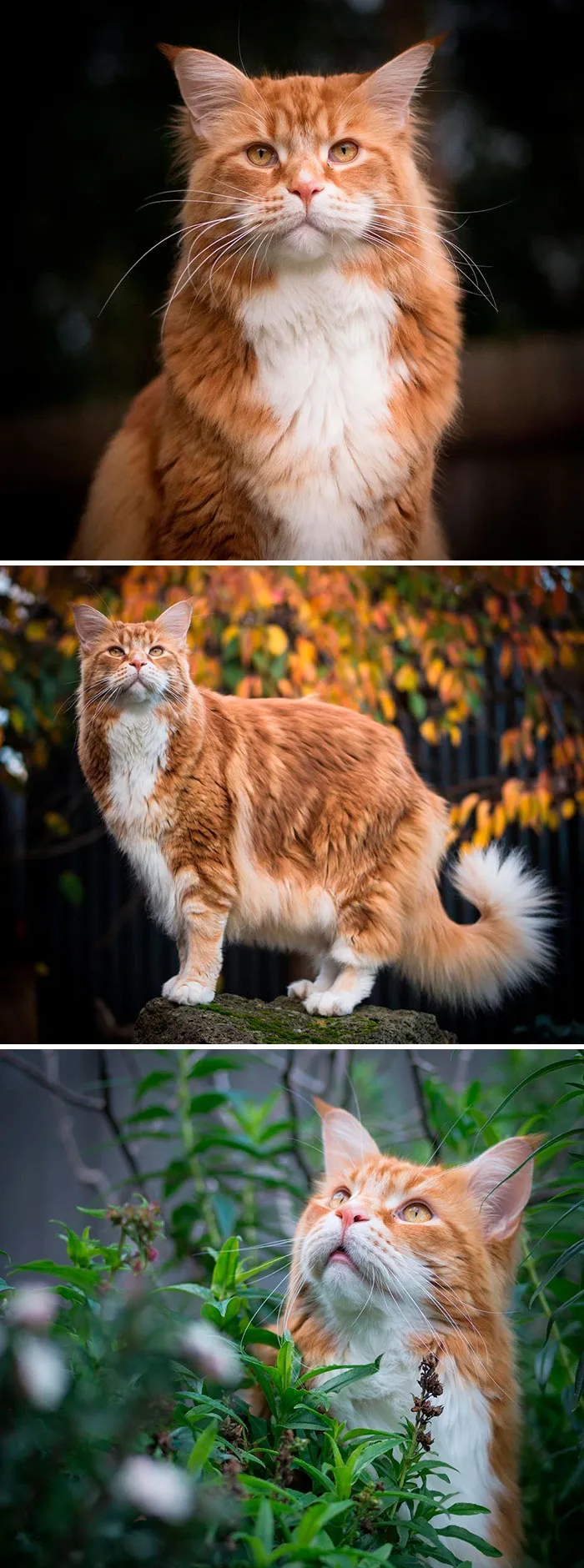 15 Fluffy Maine Coon Cats You Don't Want To Miss On Instagram