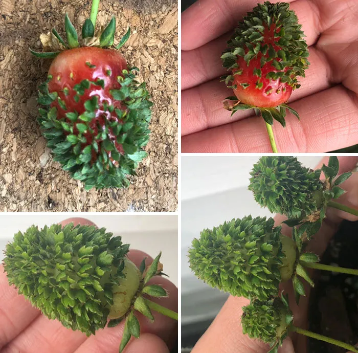 Sprouting Strawberries?  How Can I Fix This?