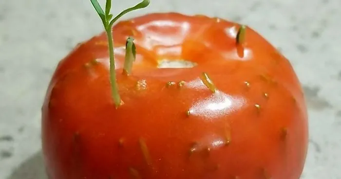 30 Times People Encountered 'Vivipary' In Plants And Just Had To Share These Terrifying Pics