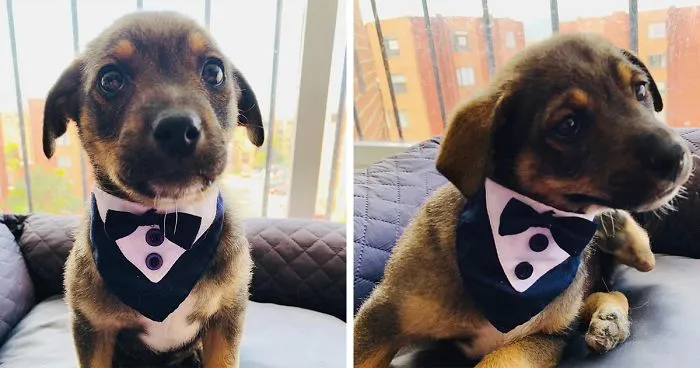 This Pup Was Dressed Up In A Tuxedo To Greet His New Family, Who Decided Not To Show Up