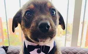 This Pup Was Dressed Up In A Tuxedo To Greet His New Family, Who Decided Not To Show Up